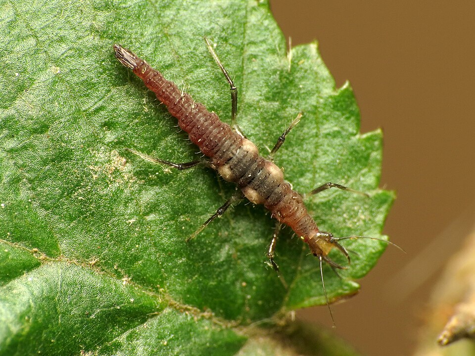 Brown lacewing larva
